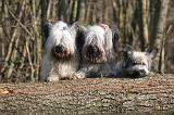 SKYE TERRIER 013